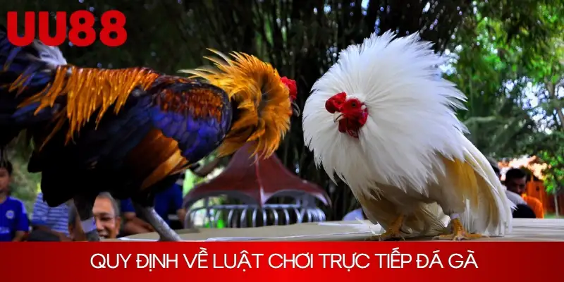 Các loại hình đá gà trực tiếp phổ biến nhất tại UU88
